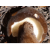 Мицелий Млечника древесинного / Млечник бурый (Lactarius lignyotus)